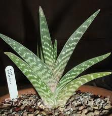 Aloe Variegata